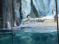 -帝企鹅自助餐厅•儿童岛•真企鹅(长隆企鹅酒店)