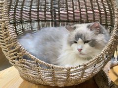 -藏猫猫咖啡主题馆(中央大道店)