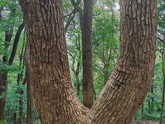 -上海佘山国家森林公园天马山园