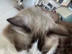 -怪兽屋·羊驼·猫咖·狗咖(俊华广场店)