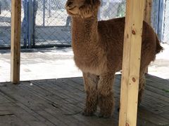 -长白岛森林公园