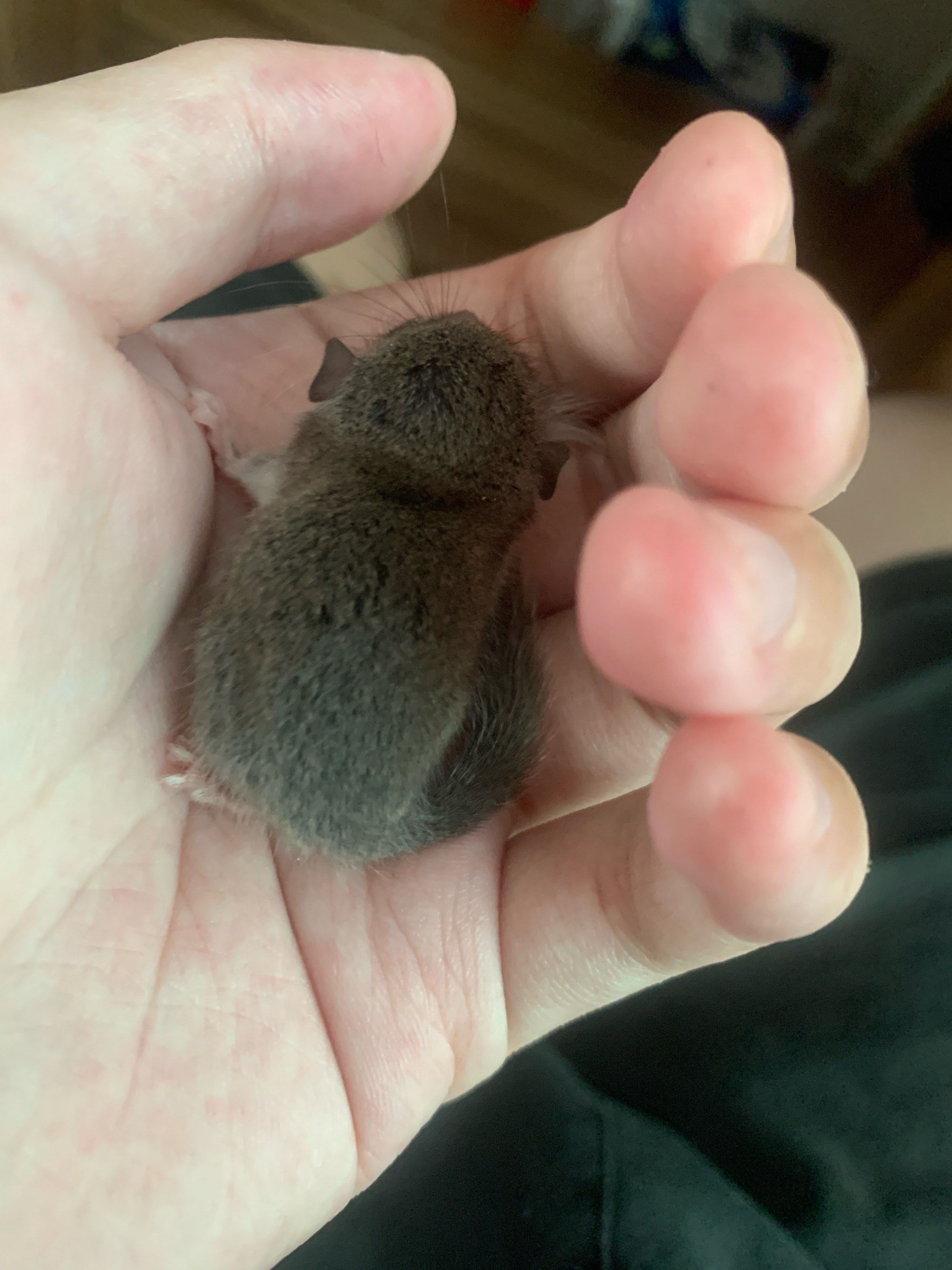 这样的睡鼠宝宝你喜欢么