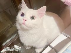 -Bastet sally猫舍购宠(静安店)