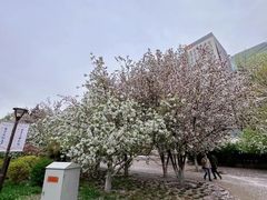 -海棠花溪(元大都城垣遗址公园)