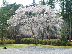 -醍醐寺