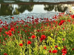 -春花秋色城市公园