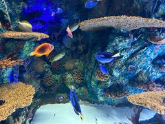 -上海海洋水族馆