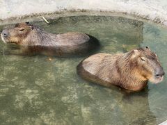 -廊坊固安福朋喜来登酒店