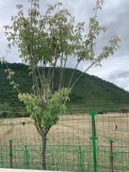 -纳帕海依拉草原