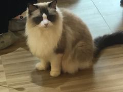 -喵小馆·猫咖狗咖猪咖·饮品店