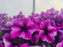 -海心沙亚运公园