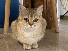 -柴迷FANS CLUB·柴犬狗咖·猫咖