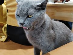 -藏猫猫咖啡主题馆(中央大道店)