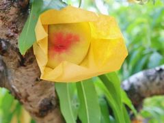 -老袁家蜜桃农场·阳山水蜜桃