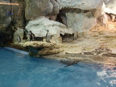 -帝企鹅自助餐厅•儿童岛•真企鹅(长隆企鹅酒店)