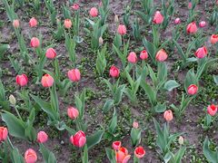 -长春公园(普阳街道)