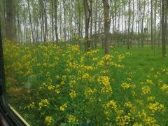 -合肥滨湖国家森林公园