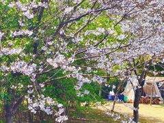 -贡湖湾湿地公园