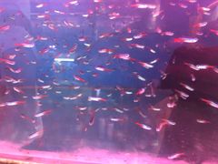 -秦美花卉(天朗·莱茵小城2期店)