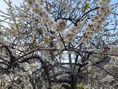 -广州市流溪河国家森林公园