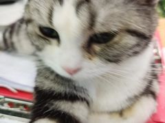 -猫小院猫主题餐厅(三里屯店)