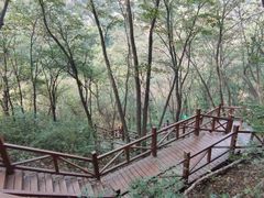 -大岭沟猕猴桃谷风景区