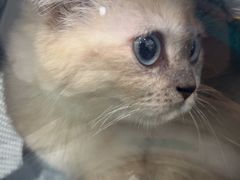 -四月宠物医院·猫专科·心脏专科·内科(转塘店)