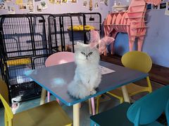 -喵屿·大理花园猫咖