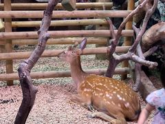 -正佳雨林生态植物园