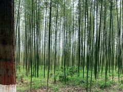 -黄海国家森林公园