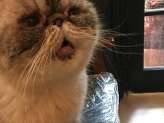 -猫色咖啡·猫咖