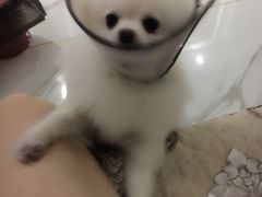 -米苏动物医院·犬猫专科·骨科外科内窥镜