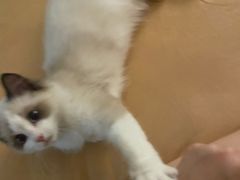 -lincat·猫舍(广州店)