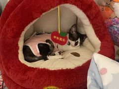 -达爱动物医院·犬猫分区·CT·复杂眼科(远洋山水分院)