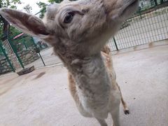 秦岭野生动物园-西安秦岭野生动物园