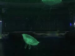 -重庆欢乐海底世界