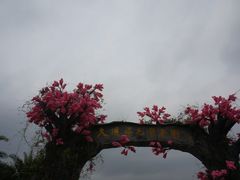 -天适樱花悠乐园