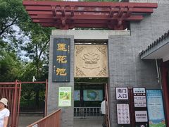 -莲花池公园