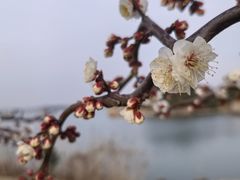 -香雪海