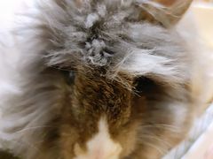 -猫猫幼稚园·撸猫·桌游·电玩