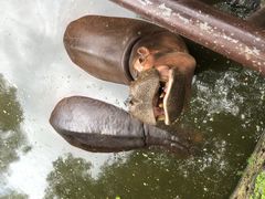 -海南热带野生动植物园