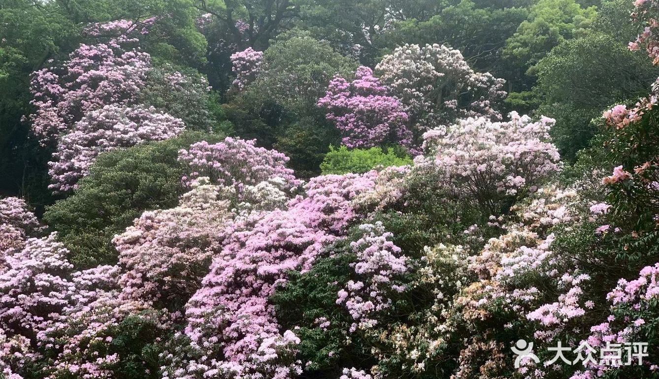 梧桐山万花屏图片