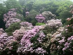 -梧桐山风景名胜区