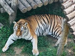 -青藏高原野生动物园