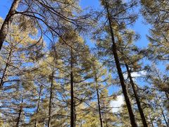 -塞罕坝国家级自然保护区