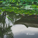 我心中的言叶之庭