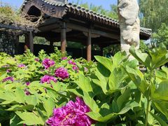 -三里河公园