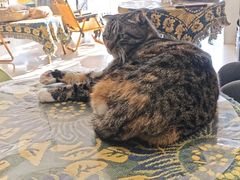 -平行世界·猫咖(首经贸店)