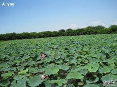 -大湾区中央湿地公园