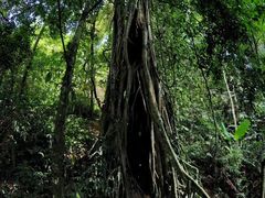 -中国科学院西双版纳热带植物园